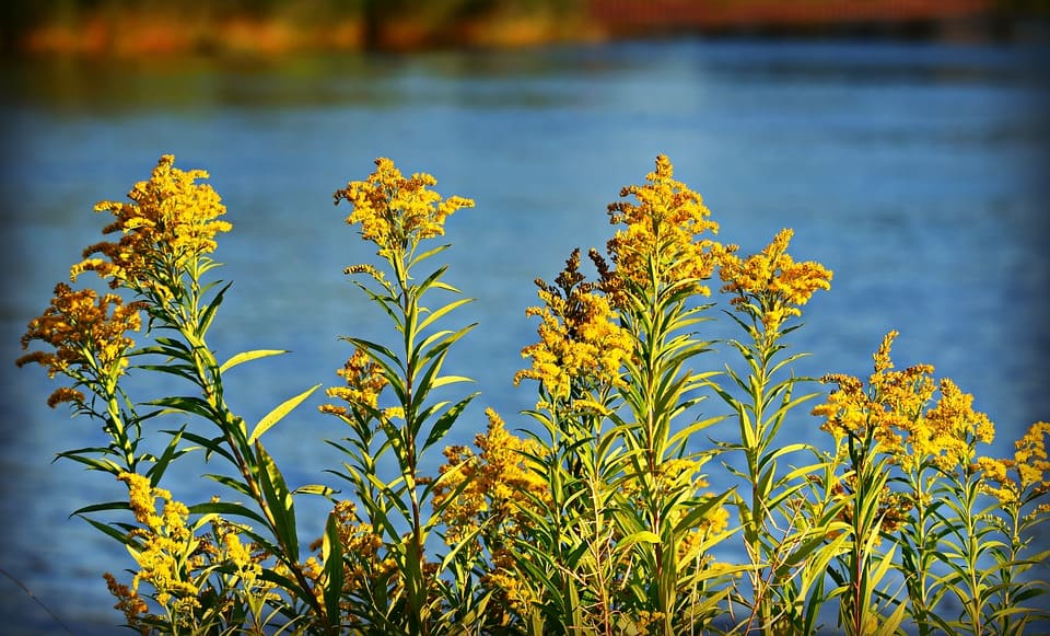 goldenrod 3614200 960 720