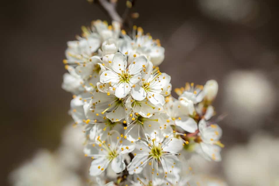 hawthorn 1330489 960 720