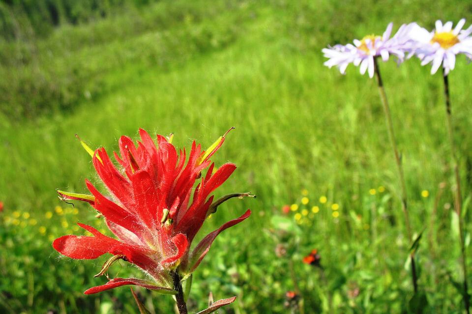 indian paintbrush 383644 960 720