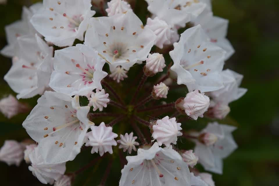 kalmia latifolia elf 2352599 960 720