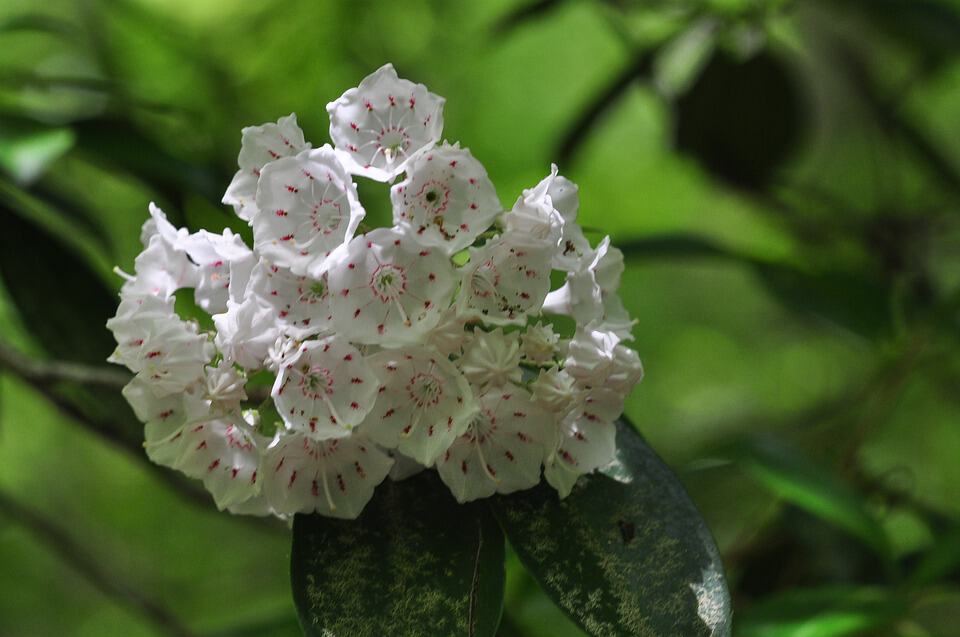 mountain laurel 2821832 960 720