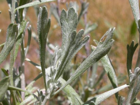 Nevada Sagebrush Artemisia tridentata