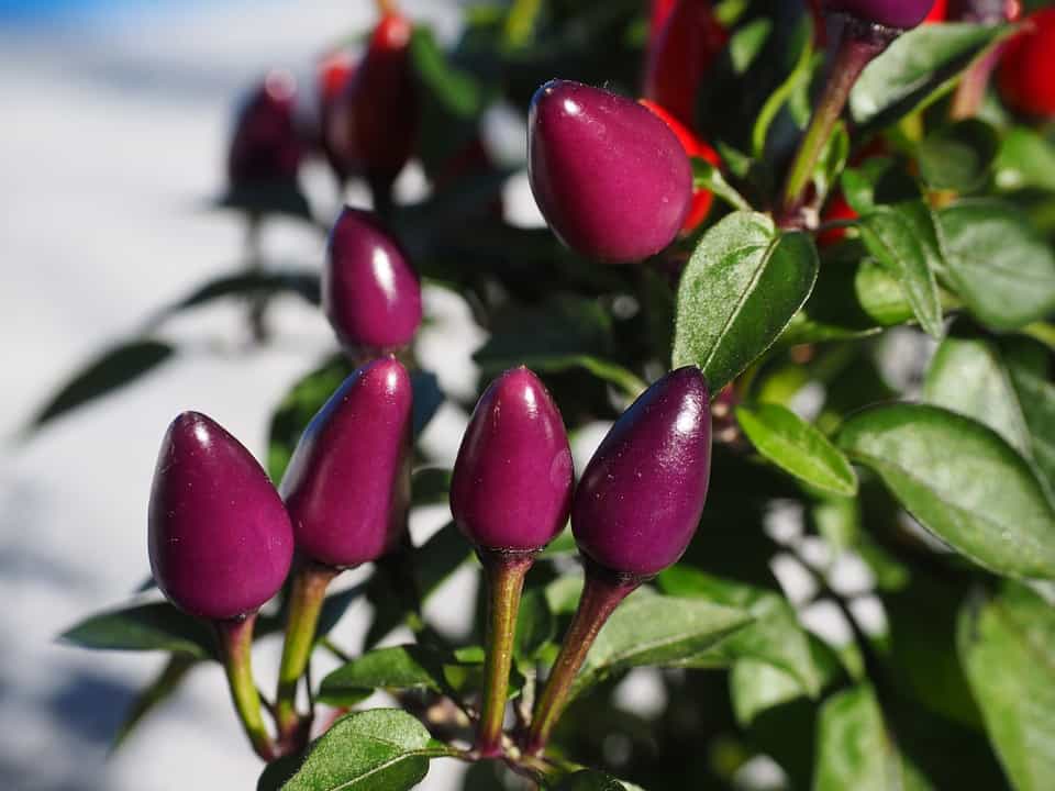 ornamental peppers 592422 960 720