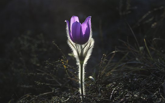 pasqueflower 1585303 340