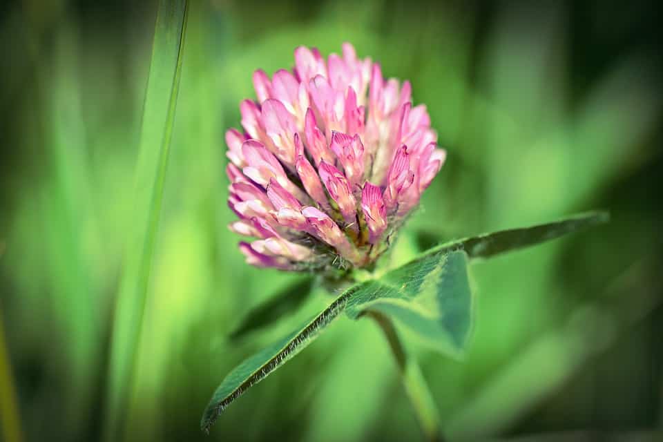 red clover 4225980 960 720