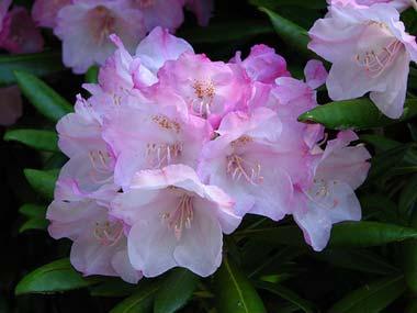 flower rhododendronWeb