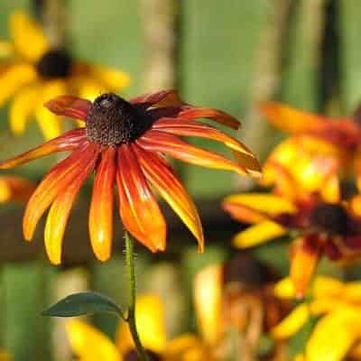 rudbeckia brilliant