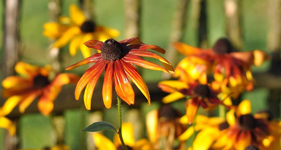 rudbeckia brilliant 2767525 960 720