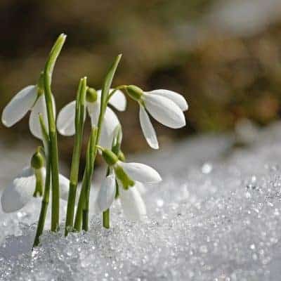 snowdrops