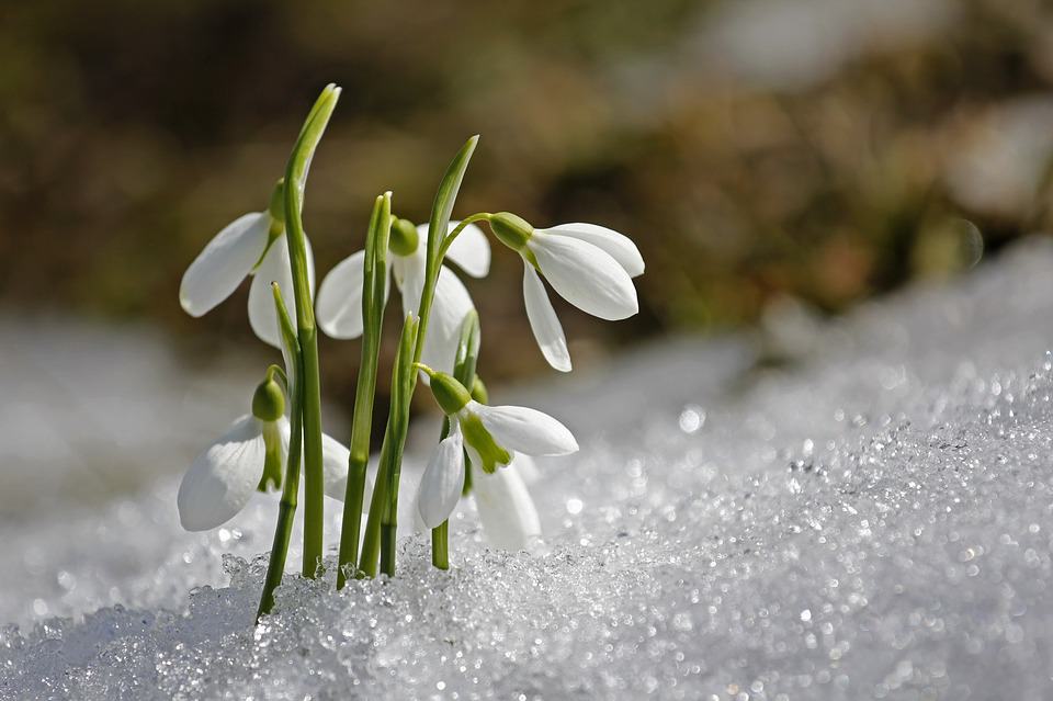 13 Beautiful Types of Winter Flowers | Flower Glossary