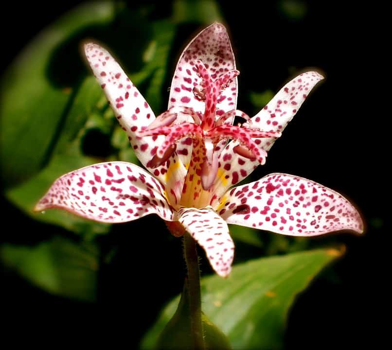 tricyrtis hirta 969276 960 720