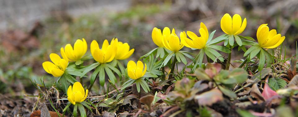 winter aconite 720790 960 720