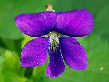 wood violet 1