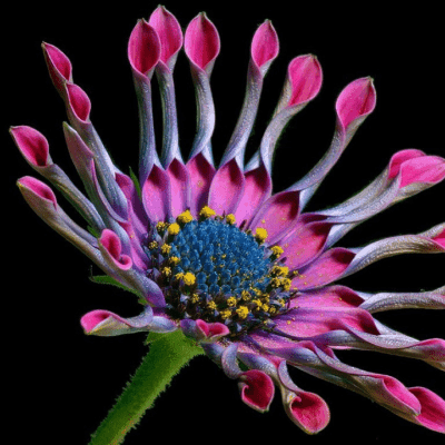 african daisy