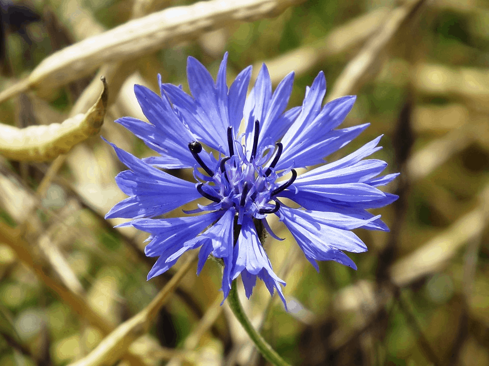 blue cornflower