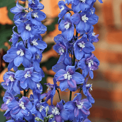 blue larkspur