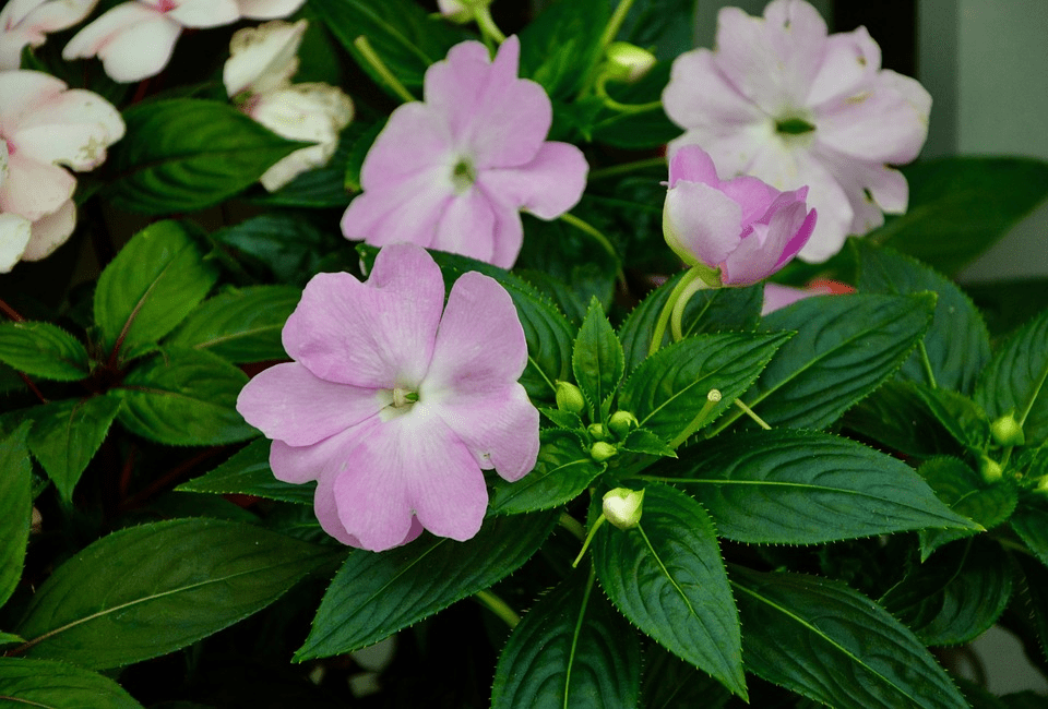 impatiens flower