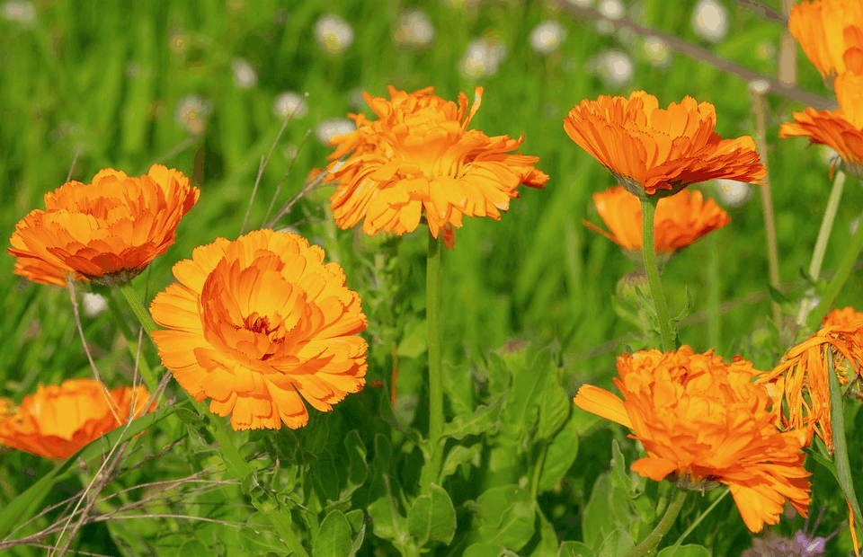 marigolds