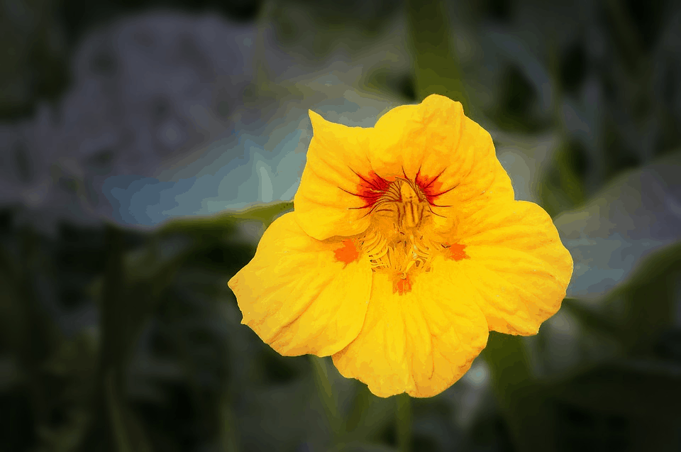 nasturtium