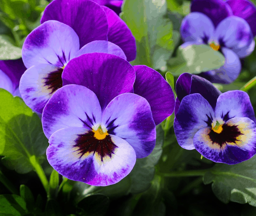 pansies