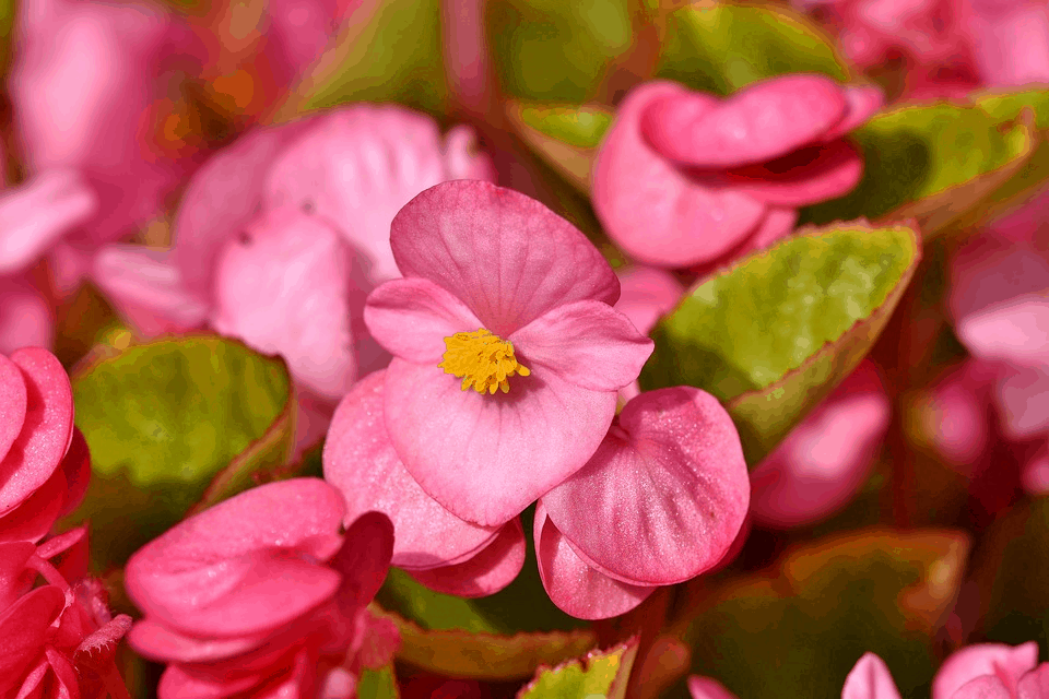 pink begonia