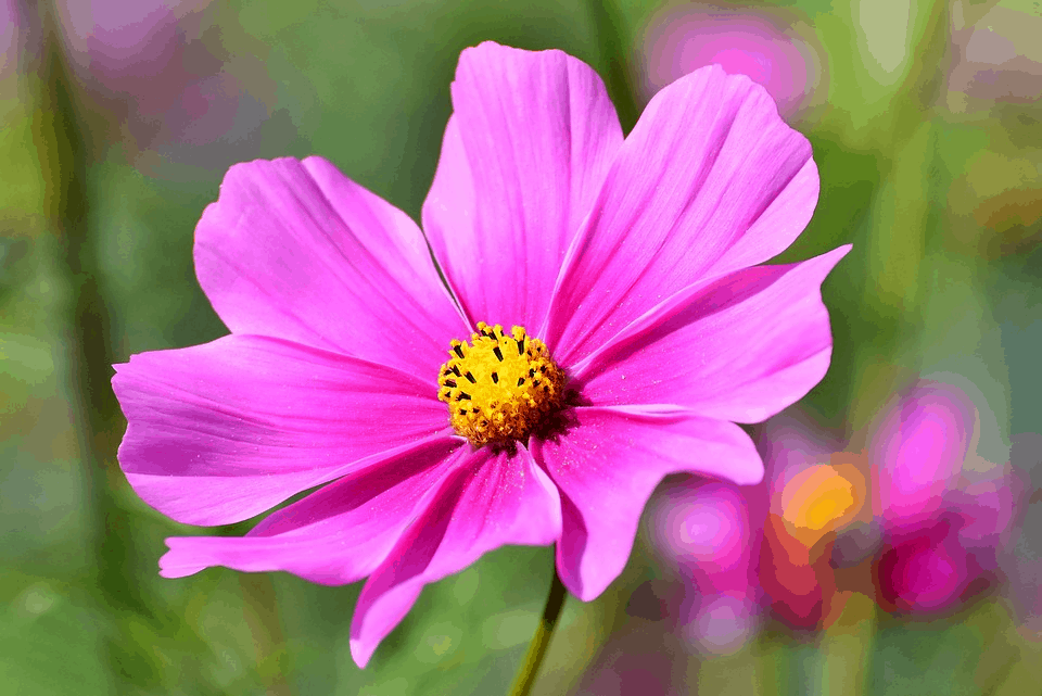 pink cosmos flower