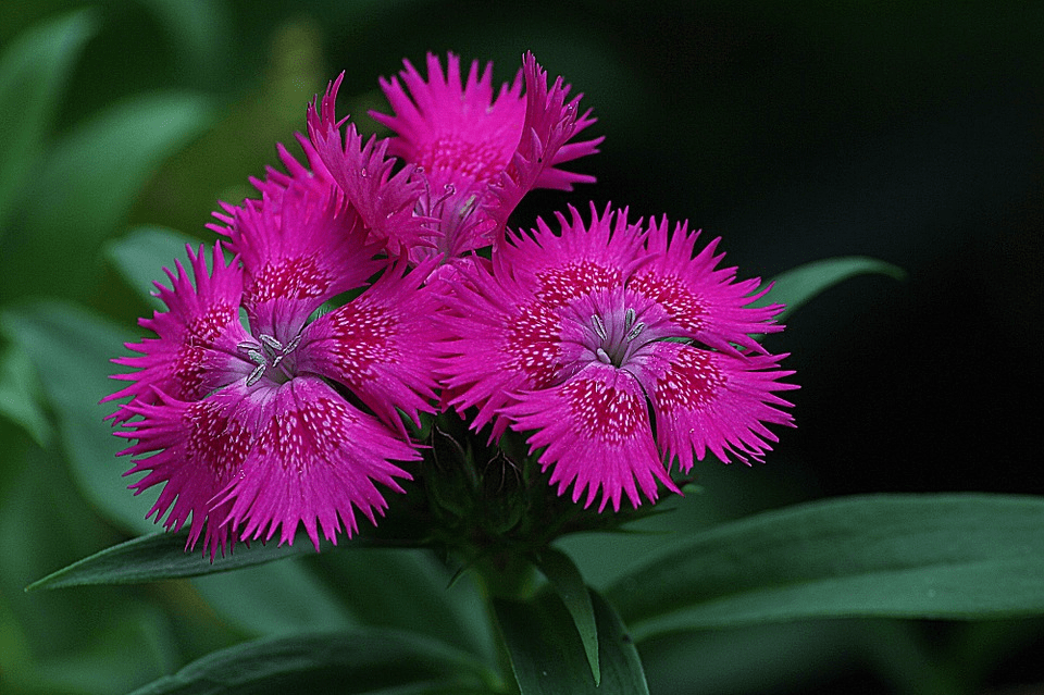 pink dianthus flower