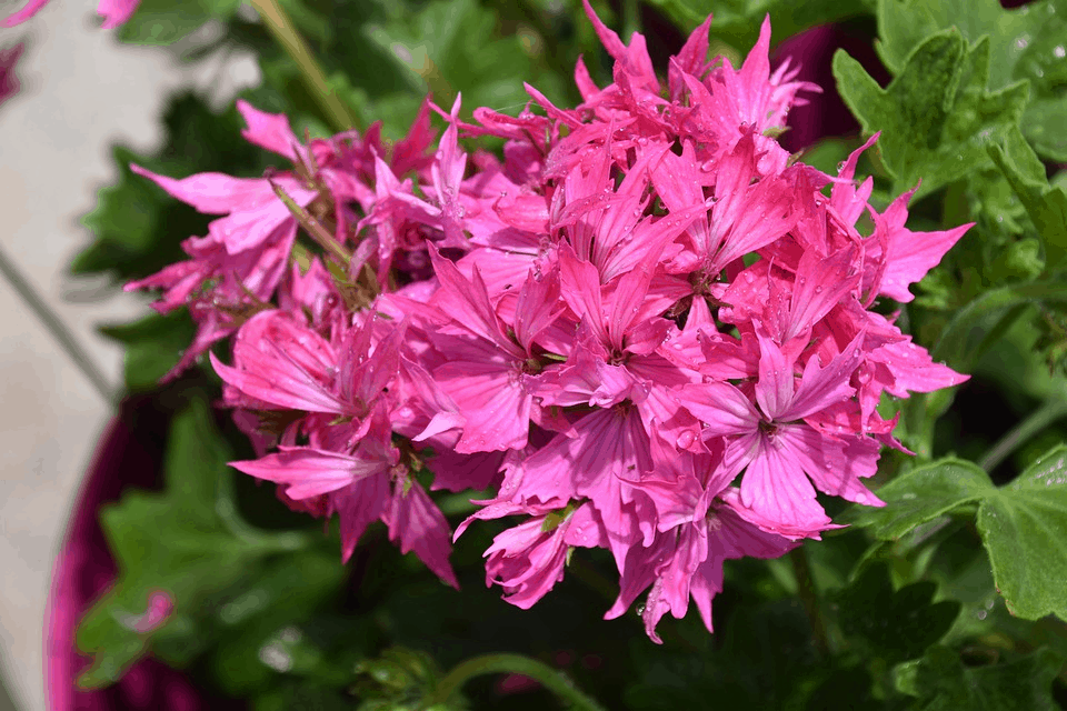 pink geraniums