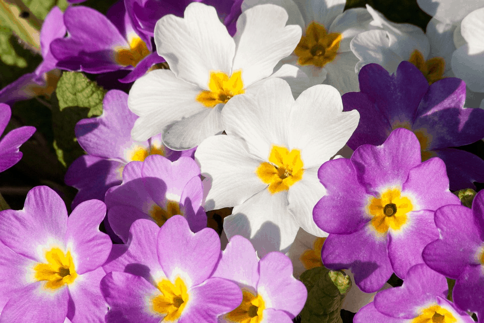 primrose flower