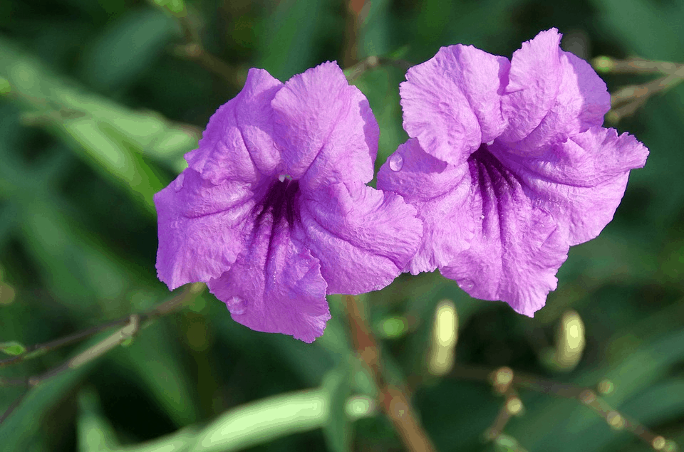 purple petunias