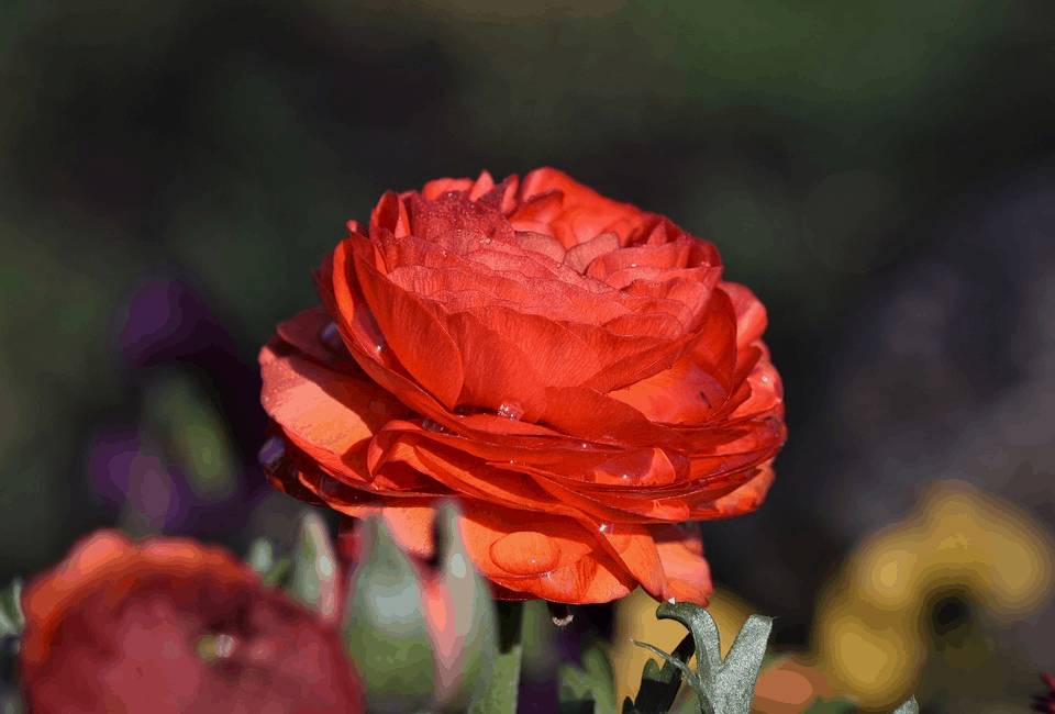 red ranunculus flower