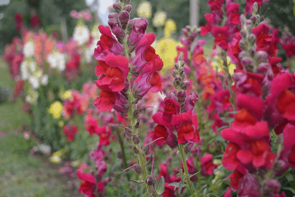 snapdragons picture