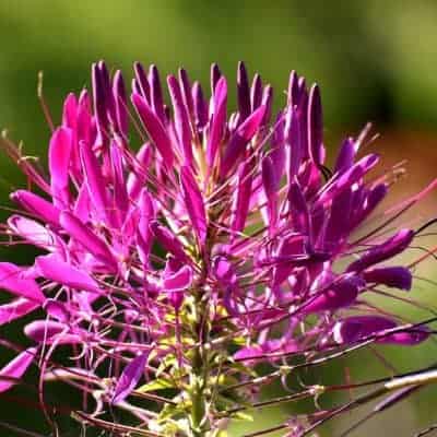 spider flower