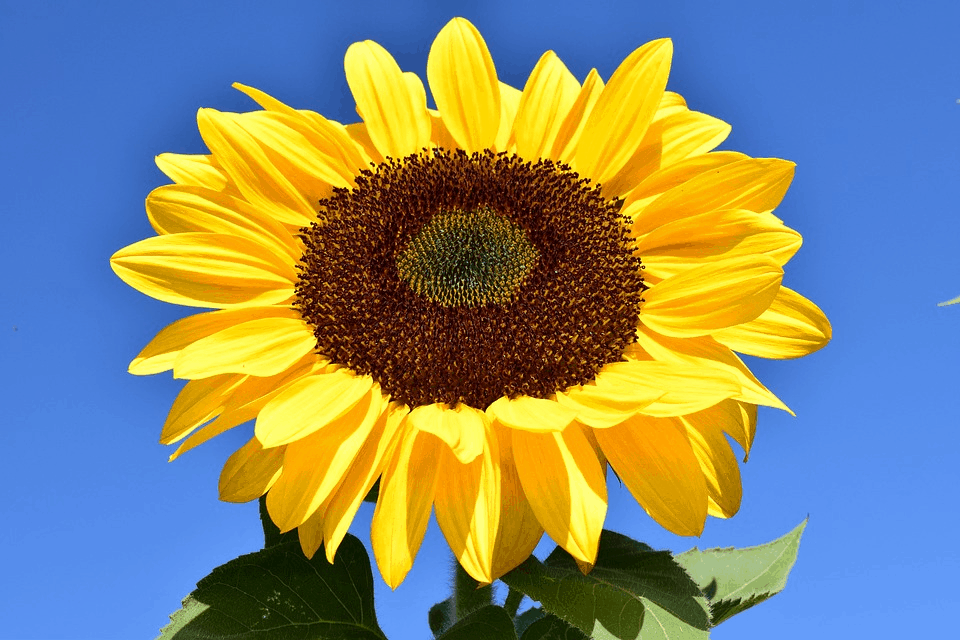 sunflower picture