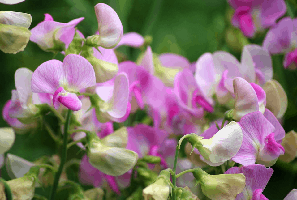 sweet pea flower