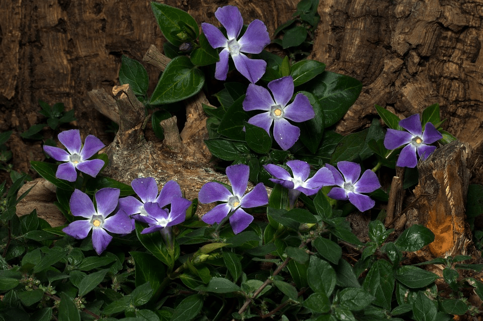 vinca