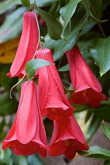 220px Lapageria rosea Strybing