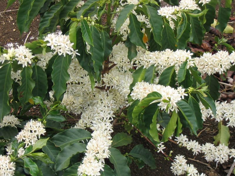 800px Coffee Flowers