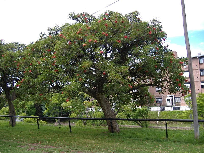 800px Erythrina crista galli 2 3