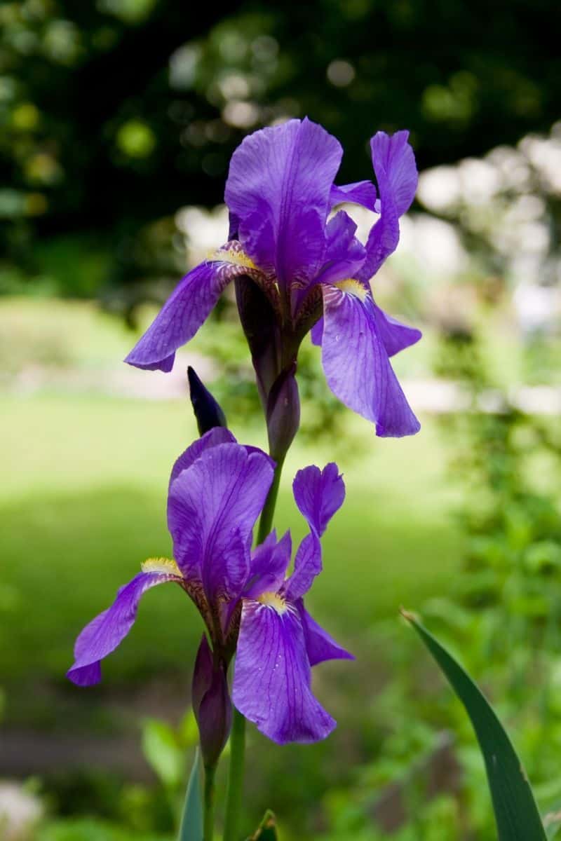 800px Iris croatica Botanicki vrt 1 080509