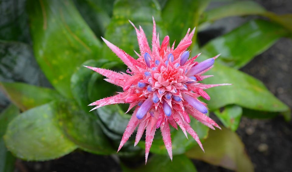 aechmea fasciata 1581375 960 720