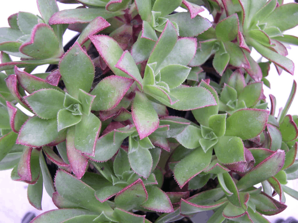 Aeonium Decorum