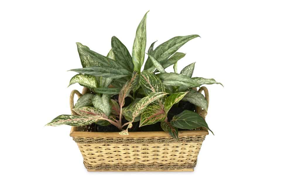 aglaonema 482914 960 720