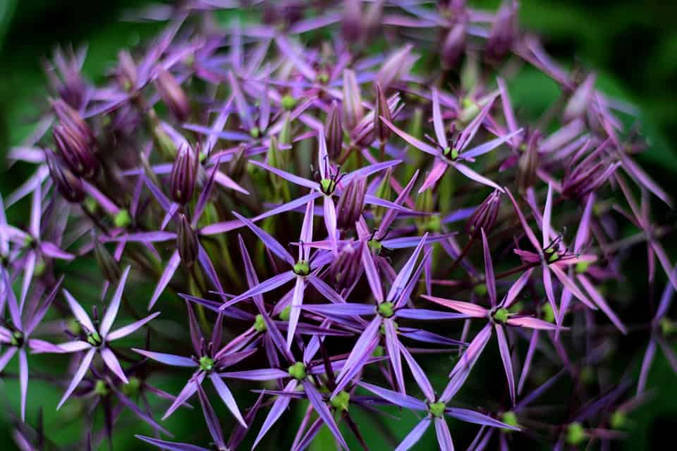 allium christophii 4278876 960 720