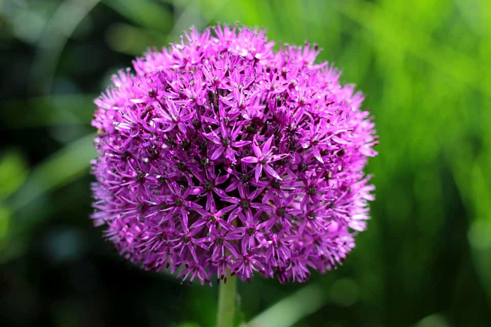 allium 4231414 960 720