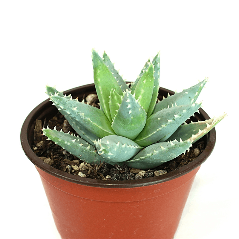 Aloe Brevifolia