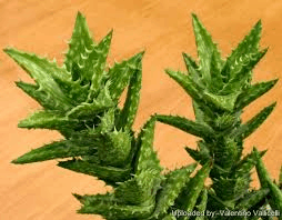 Aloe Juvenna