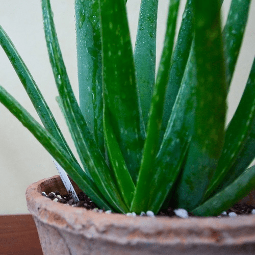 Aloe Vera