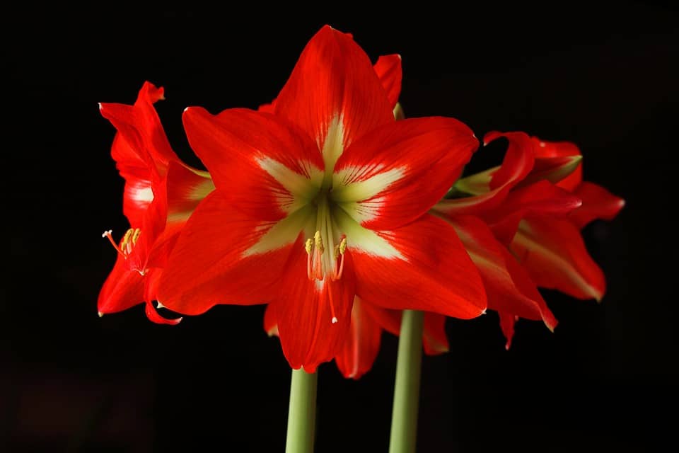 amaryllis 1860712 960 720