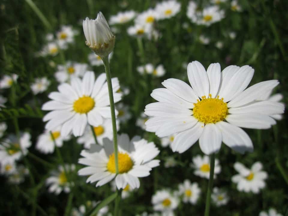 anthemis arvensis 846596 960 720